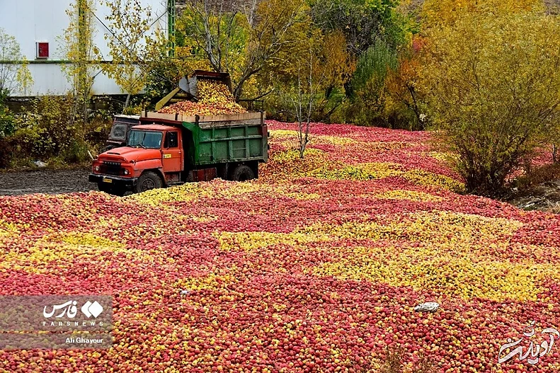 (تصاویر) داغداران سیب!